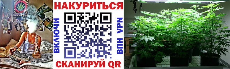 Конопля сатива  купить наркоту  hydra ССЫЛКА  Сураж 